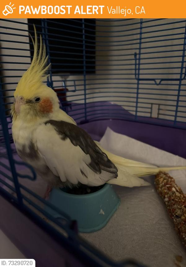 Found/Stray Unknown Bird last seen Vallejo, Vallejo, CA 94590
