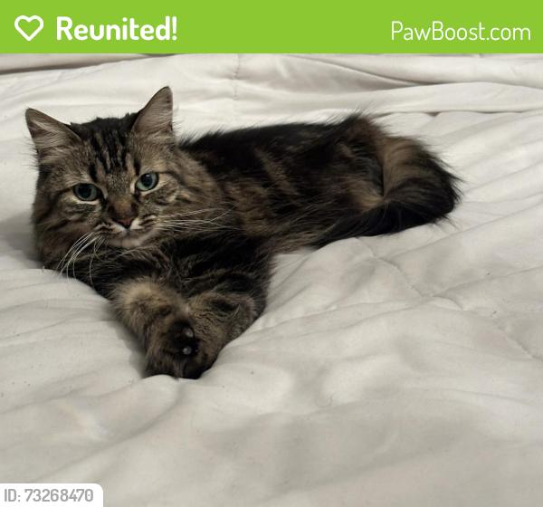 Reunited Female Cat last seen Glenn Terrace, Stamford, CT 06906