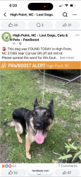 Lost Male Dog last seen Corsair, High Point, NC 27265