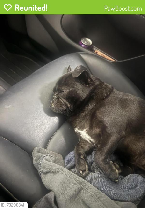 Reunited Female Dog last seen 18th and whittier, Costa Mesa, CA 92627