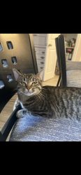 Lost Female Cat last seen Guadalupe river drive - Sabine River dr, Spring, TX 77386