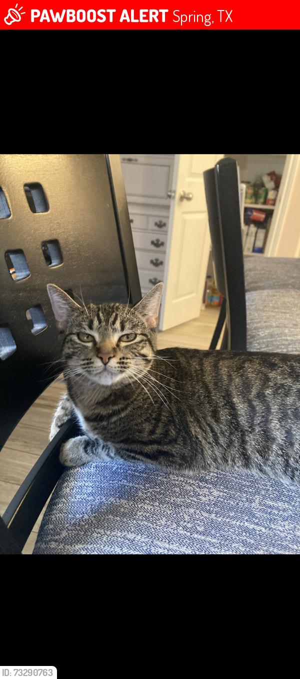Lost Female Cat last seen Guadalupe river drive - Sabine River dr, Spring, TX 77386