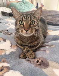 Reunited Male Cat last seen Crossing Dr, Equestrian Way, Scarborough, ME 04074