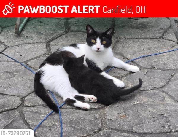 Lost Female Cat last seen between US-224 and Shields Rd, Canfield, OH 44406