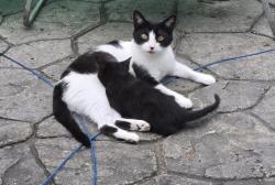 Lost Female Cat last seen between US-224 and Shields Rd, Canfield, OH 44406