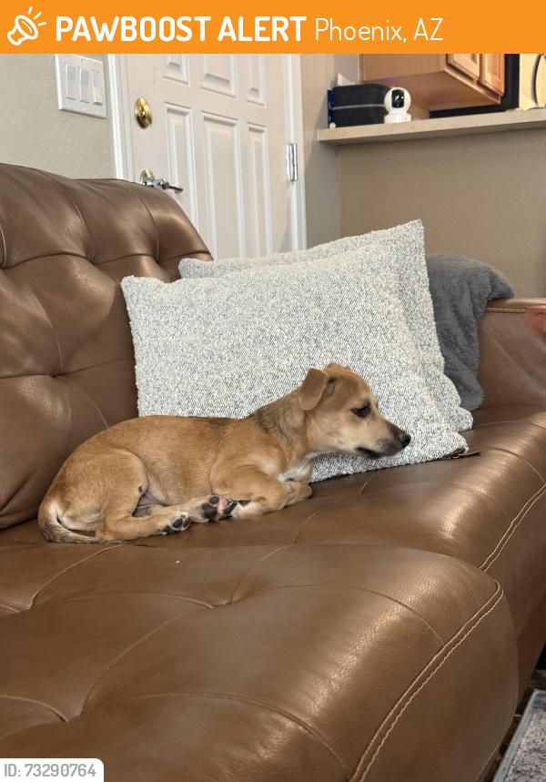 Found/Stray Male Dog last seen 35th Ave and Van Buren, Phoenix, AZ 85009