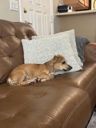 Found/Stray Male Dog last seen 35th Ave and Van Buren, Phoenix, AZ 85009