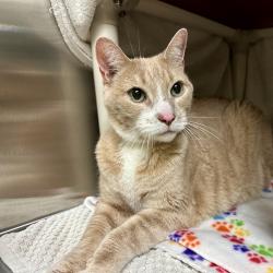 Shelter Stray Male Cat last seen , 361 S Raymond Ave, Pasadena, CA 91105, USA