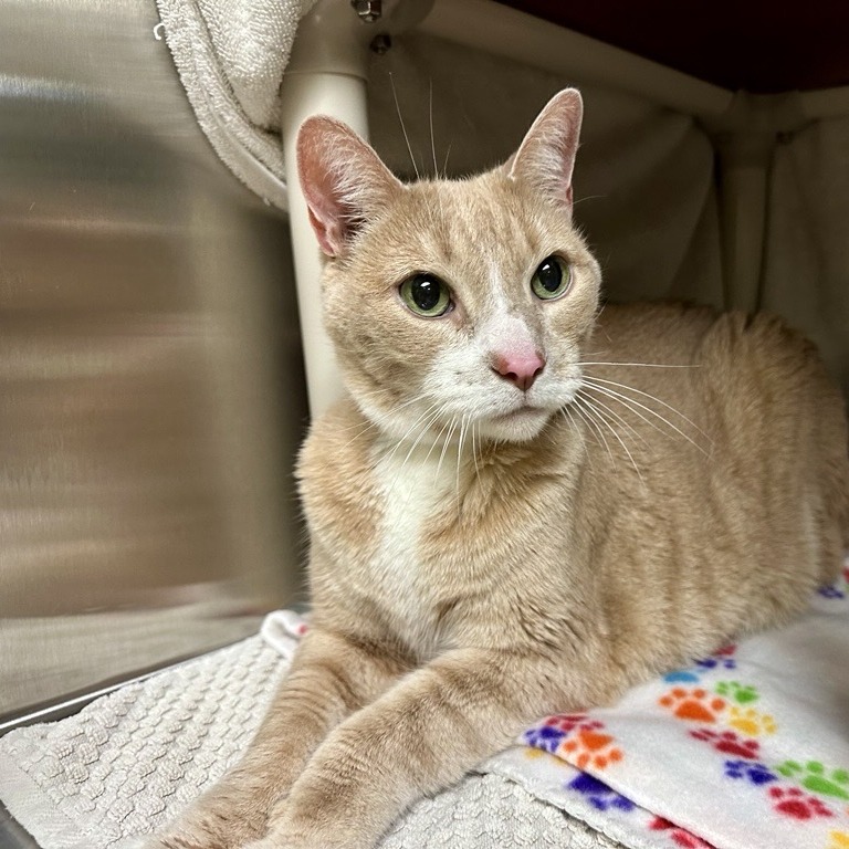 Shelter Stray Male Cat last seen , 361 S Raymond Ave, Pasadena, CA 91105, USA