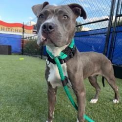 Shelter Stray Female Dog last seen , Animal Care & Control Team of Philly, 111 W Hunting Park Ave, Philadelphia, PA 19140, USA