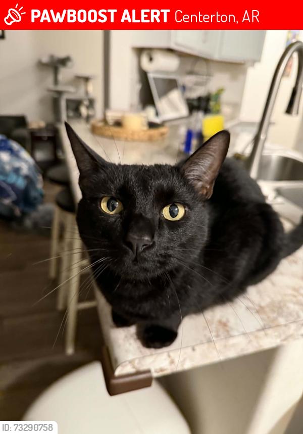 Lost Male Cat last seen King road, braidburn, greenbank Dr , belhaven rd.., Centerton, AR 72719