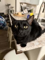 Lost Male Cat last seen King road, braidburn, greenbank Dr , belhaven rd.., Centerton, AR 72719