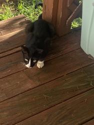 Found/Stray Female Cat last seen Near Harley Dr at Sardis Lutheran Church, Hickory, NC 28602