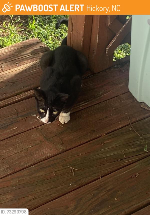 Found/Stray Female Cat last seen Near Harley Dr at Sardis Lutheran Church, Hickory, NC 28602