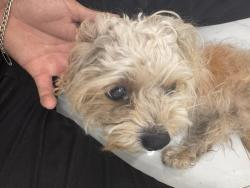 Found/Stray Female Dog last seen Fisher trace ct, Spring, TX 77373