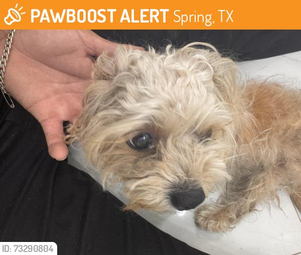 Found/Stray Female Dog last seen Fisher trace ct, Spring, TX 77373