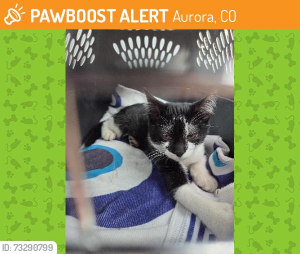 Found/Stray Male Cat last seen Near E Richthofen cir, Aurora, CO 80011