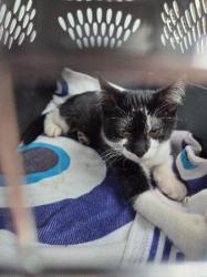 Found/Stray Male Cat last seen Near E Richthofen cir, Aurora, CO 80011