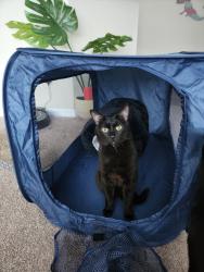 Lost Male Cat last seen Woodbury, Orlando, FL 32828