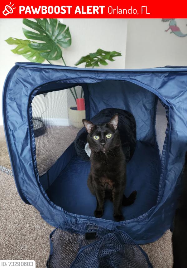 Lost Male Cat last seen Woodbury, Orlando, FL 32828
