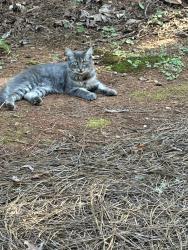 Lost Male Cat last seen Fairfax rd Greensboro nc, Greensboro, NC 27407