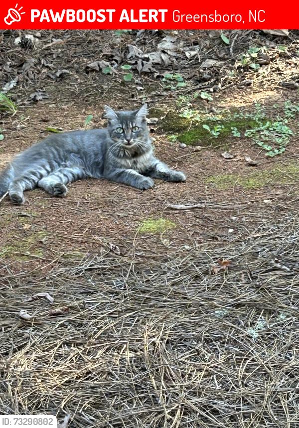 Lost Male Cat last seen Fairfax rd Greensboro nc, Greensboro, NC 27407