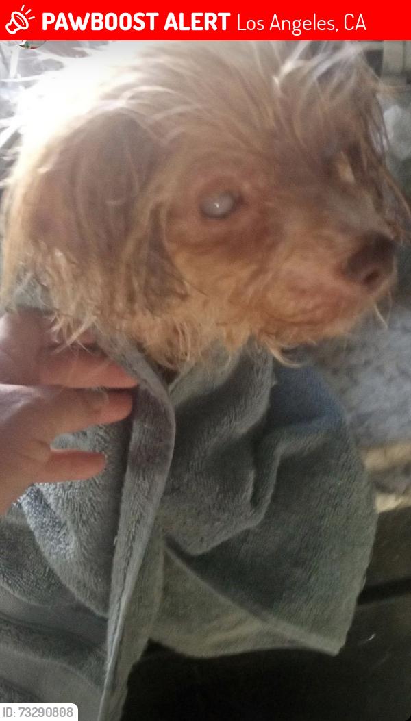 Lost Female Dog last seen Near E Pacific Coast Hwy Wilmington, CA 90744 United States, Los Angeles, CA 90744