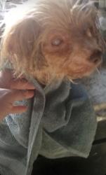 Lost Female Dog last seen Near E Pacific Coast Hwy Wilmington, CA 90744 United States, Los Angeles, CA 90744