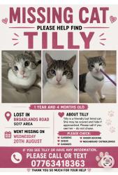 Reunited Female Cat last seen Burgess road swathling, Southampton, England 