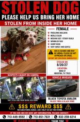 Lost Female Dog last seen King & Trumbull, Houston, TX 77022