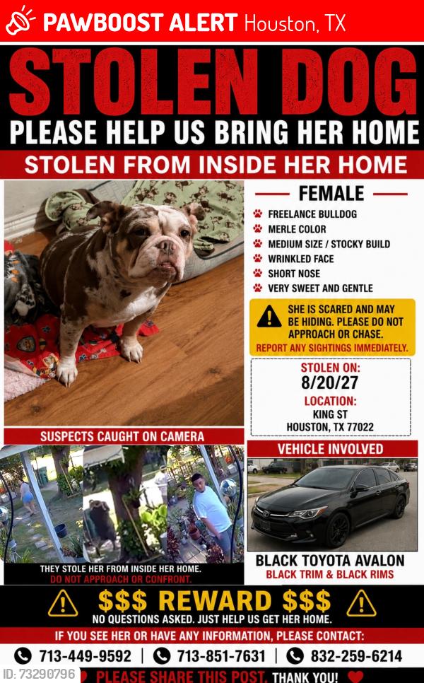 Lost Female Dog last seen King & Trumbull, Houston, TX 77022