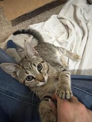 Found/Stray Unknown Cat last seen Embassy Lakes, Broward County, FL 33026