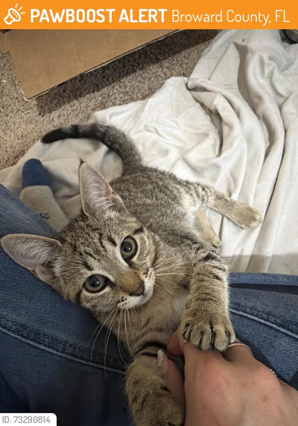 Found/Stray Unknown Cat last seen Embassy Lakes, Broward County, FL 33026