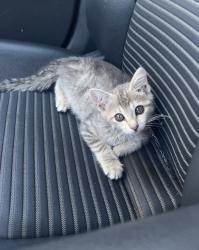 Lost Female Cat last seen Lincoln and beach by the 7-11, Anaheim, CA 92801