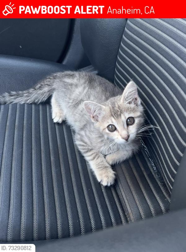 Lost Female Cat last seen Lincoln and beach by the 7-11, Anaheim, CA 92801