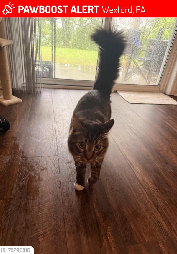 Lost Male Cat last seen Hickory hills apmts, Wexford, PA 15090