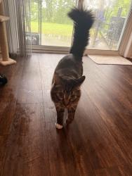 Lost Male Cat last seen Hickory hills apmts, Wexford, PA 15090