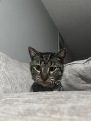 Reunited Male Cat last seen Left home, Pickerington, OH 43147