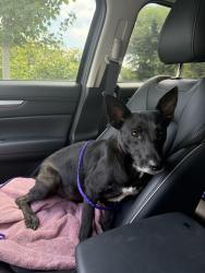 Reunited Female Dog last seen Near N Main St High Point, NC 27262 United States, High Point, NC 27262