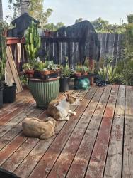 Found/Stray Female Dog last seen Melrose and Beuna Vista Dr., Vista, CA 92081