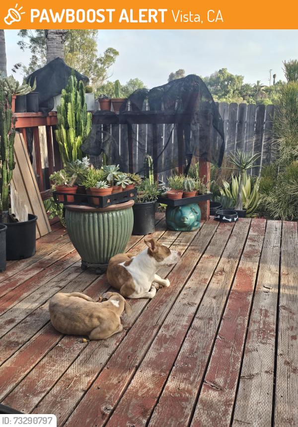 Found/Stray Female Dog last seen Melrose and Beuna Vista Dr., Vista, CA 92081