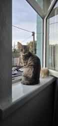 Reunited Female Cat last seen Cardiff road CF37 5HY, Rhydyfelin, Wales CF37 5HY