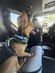 Reunited Male Dog last seen Circle Cross Ranch, San Tan Valley, AZ 85143