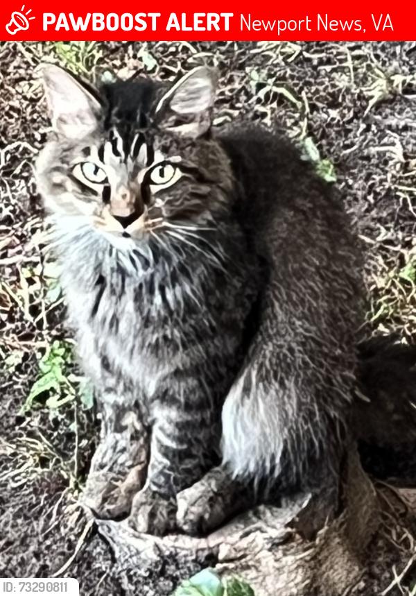 Lost Male Cat last seen Ivy Farms Road and Kendall Drivr, Newport News, VA 23601