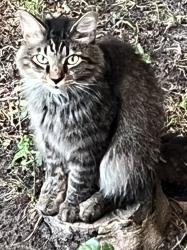 Lost Male Cat last seen Ivy Farms Road and Kendall Drivr, Newport News, VA 23601