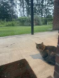 Found/Stray Unknown Cat last seen Cliffdale Crossing, Fayetteville, NC 28314