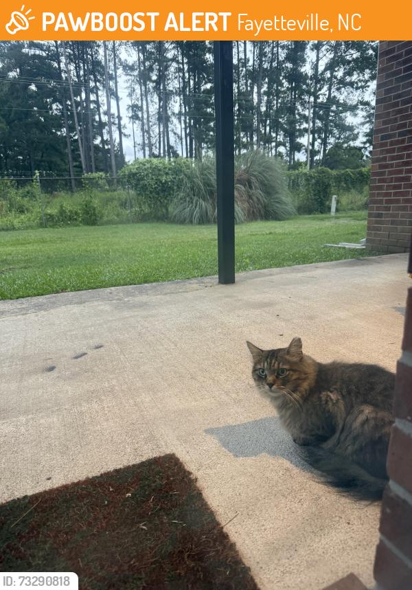 Found/Stray Unknown Cat last seen Cliffdale Crossing, Fayetteville, NC 28314