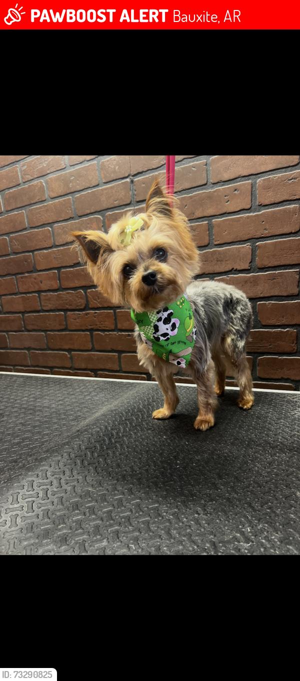 Lost Female Dog last seen Childress rd, Bauxite, AR 72011