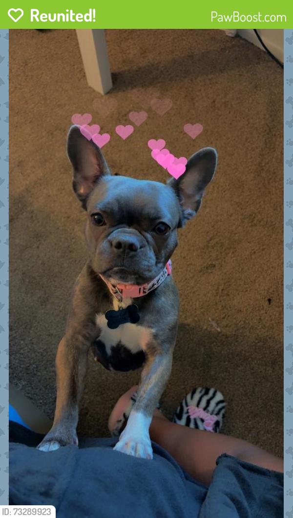 Reunited Female Dog last seen Shields, Youngstown, OH 44512