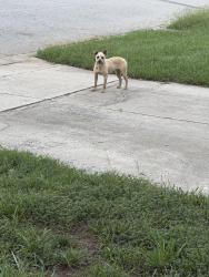 Found/Stray Female Dog last seen Covered Wagon Rd, McLeansville, NC 27301